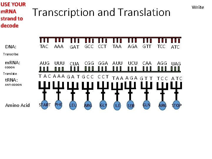 USE YOUR m. RNA strand to decode DNA: Write Transcription and Translation AAA GAT