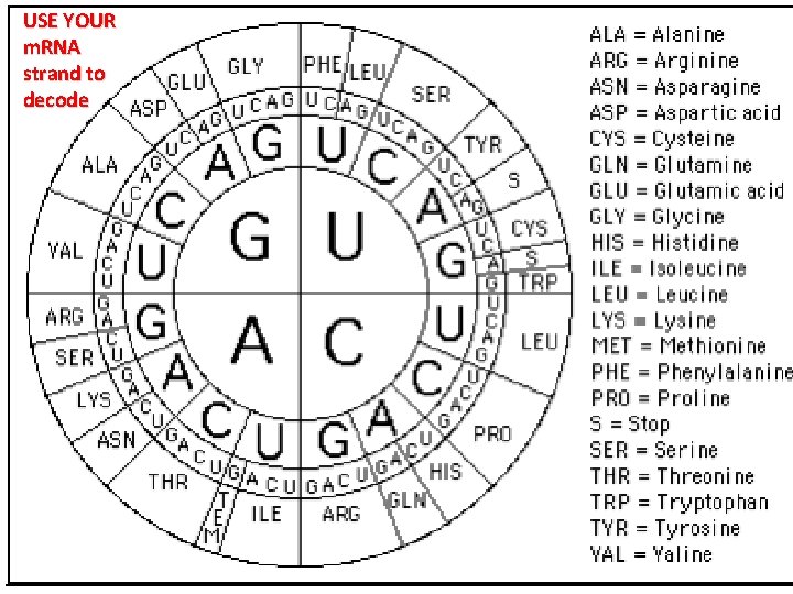 USE YOUR m. RNA strand to decode 