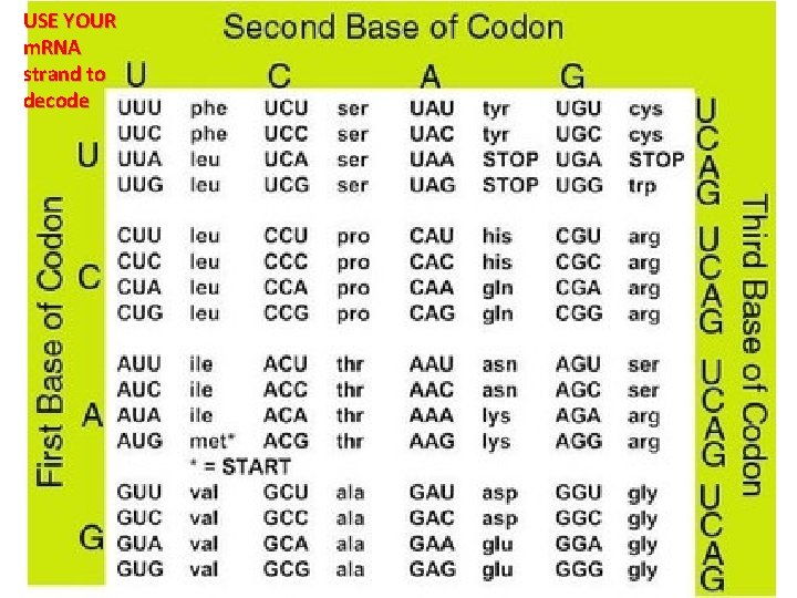 USE YOUR m. RNA strand to decode 