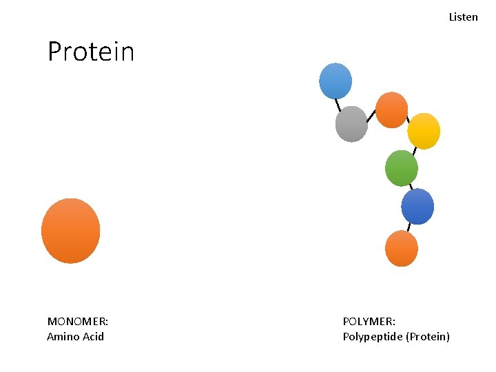 Listen Protein MONOMER: Amino Acid POLYMER: Polypeptide (Protein) 