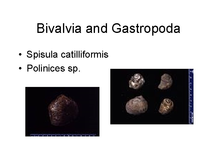Bivalvia and Gastropoda • Spisula catilliformis • Polinices sp. 