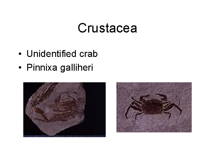 Crustacea • Unidentified crab • Pinnixa galliheri 