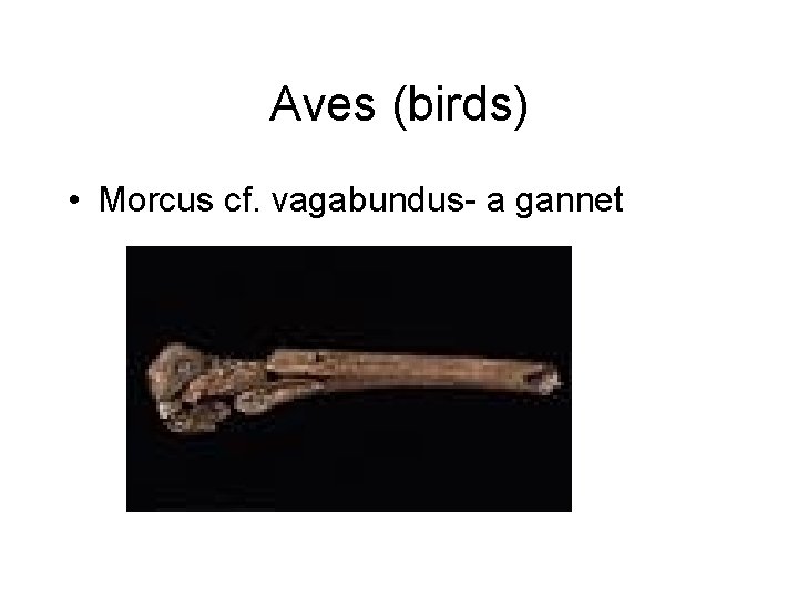 Aves (birds) • Morcus cf. vagabundus- a gannet 
