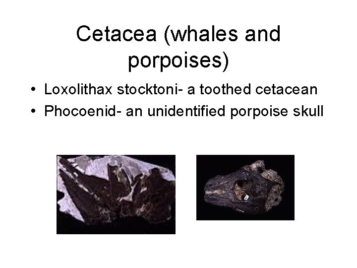 Cetacea (whales and porpoises) • Loxolithax stocktoni- a toothed cetacean • Phocoenid- an unidentified