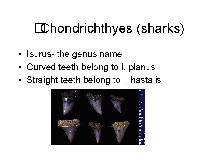 �Chondrichthyes (sharks) • Isurus- the genus name • Curved teeth belong to I. planus
