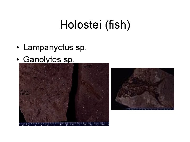 Holostei (fish) • Lampanyctus sp. • Ganolytes sp. 