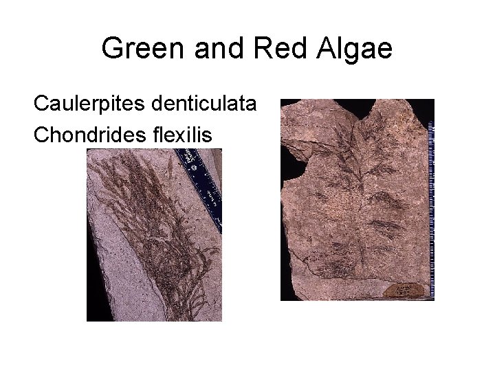 Green and Red Algae Caulerpites denticulata Chondrides flexilis 