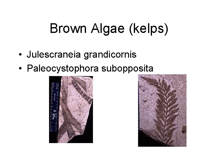 Brown Algae (kelps) • Julescraneia grandicornis • Paleocystophora subopposita 