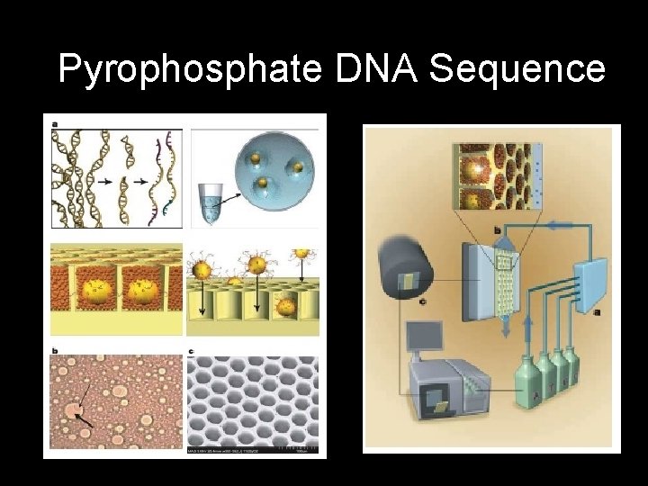 Pyrophosphate DNA Sequence 