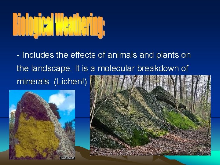 - Includes the effects of animals and plants on the landscape. It is a