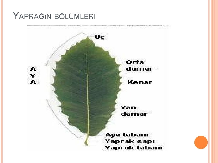 YAPRAĞıN BÖLÜMLERI 