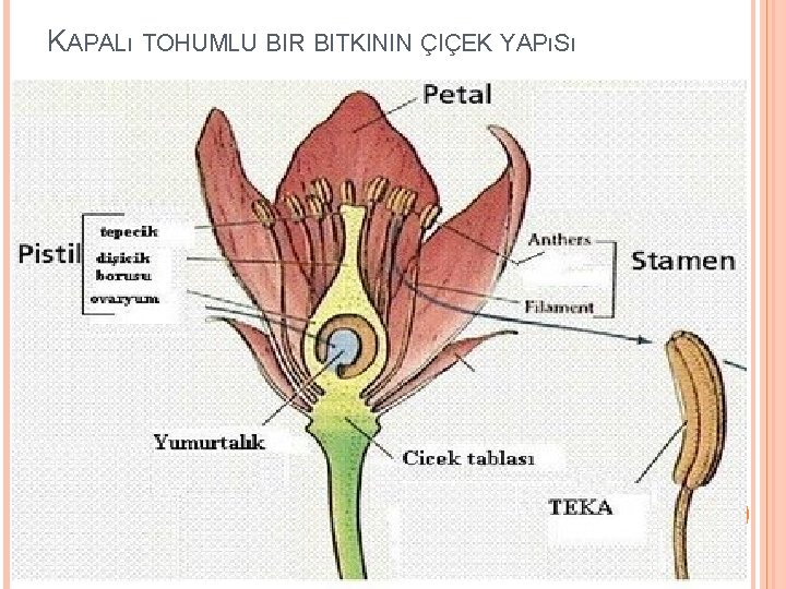 KAPALı TOHUMLU BIR BITKININ ÇIÇEK YAPıSı 