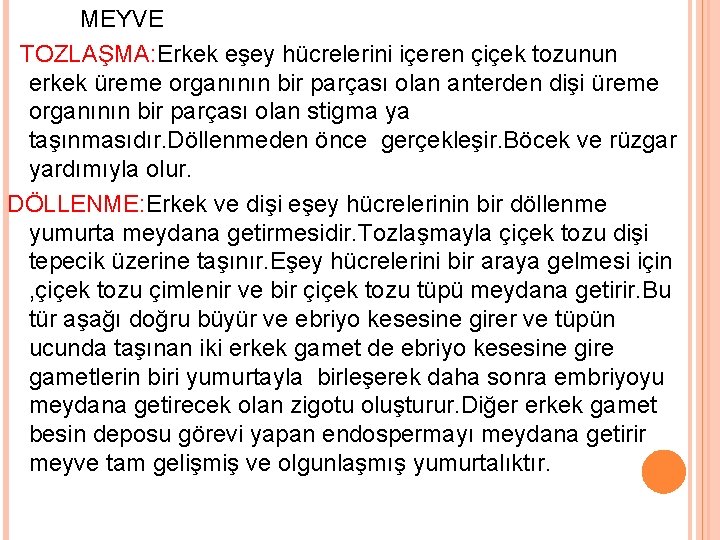 MEYVE TOZLAŞMA: Erkek eşey hücrelerini içeren çiçek tozunun erkek üreme organının bir parçası olan