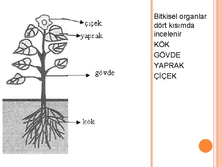 Bitkisel organlar dört kısımda incelenir KÖK GÖVDE YAPRAK ÇİÇEK 