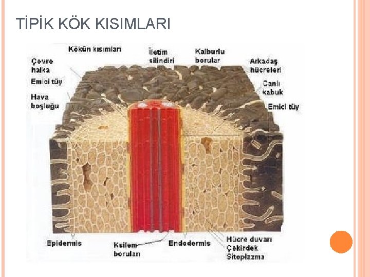 TİPİK KÖK KISIMLARI 