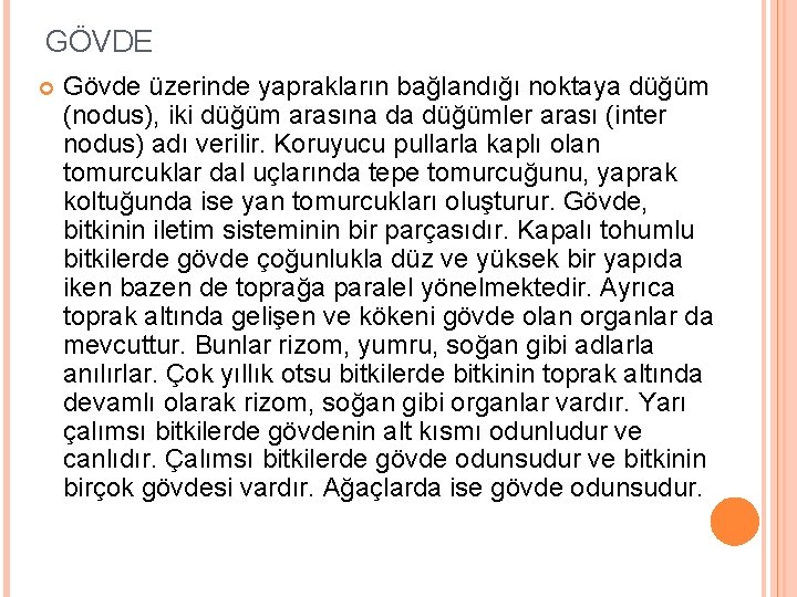 GÖVDE Gövde üzerinde yaprakların bağlandığı noktaya düğüm (nodus), iki düğüm arasına da düğümler arası