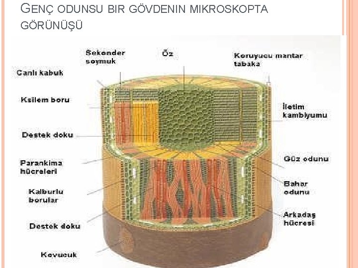 GENÇ ODUNSU BIR GÖVDENIN MIKROSKOPTA GÖRÜNÜŞÜ 