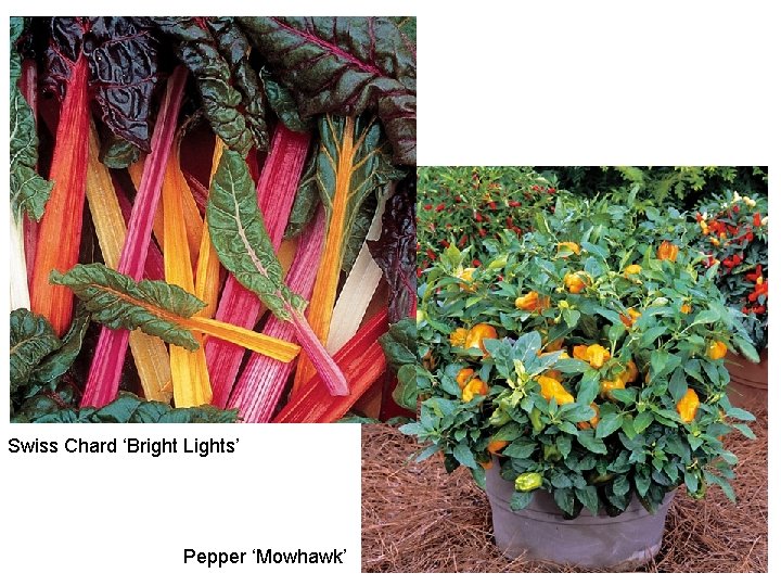 Swiss Chard ‘Bright Lights’ Pepper ‘Mowhawk’ 