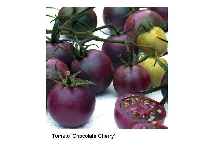 Tomato ‘Chocolate Cherry’ 