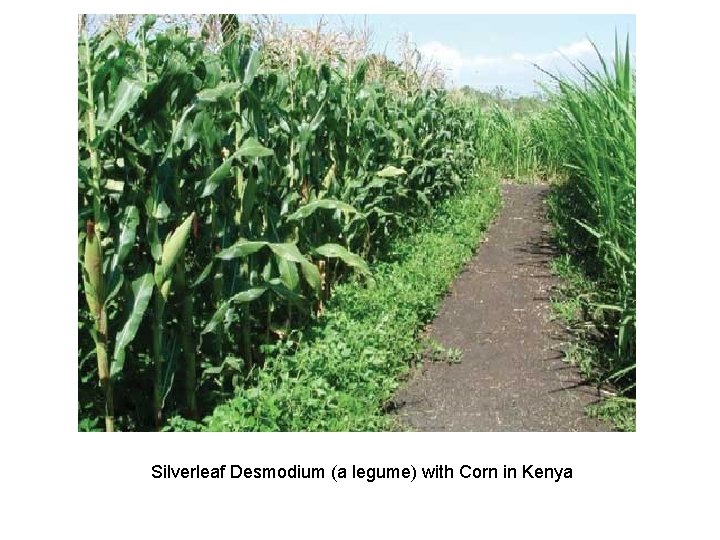 Silverleaf Desmodium (a legume) with Corn in Kenya 