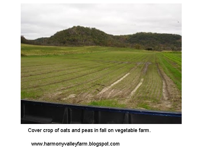 Cover crop of oats and peas in fall on vegetable farm. www. harmonyvalleyfarm. blogspot.