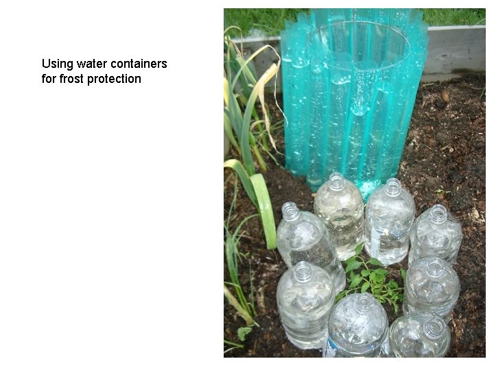 Using water containers for frost protection 