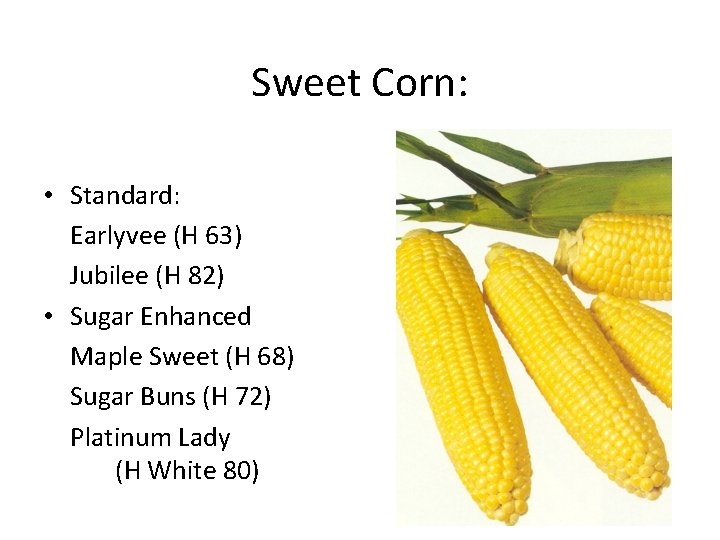 Sweet Corn: • Standard: Earlyvee (H 63) Jubilee (H 82) • Sugar Enhanced Maple