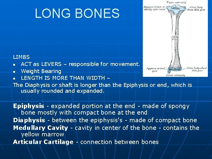 LONG BONES LIMBS n ACT as LEVERS – responsible for movement. n Weight Bearing