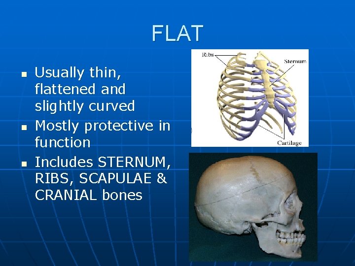 FLAT n n n Usually thin, flattened and slightly curved Mostly protective in function