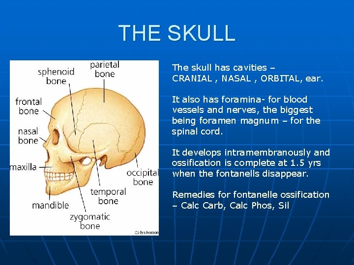 THE SKULL The skull has cavities – CRANIAL , NASAL , ORBITAL, ear. It