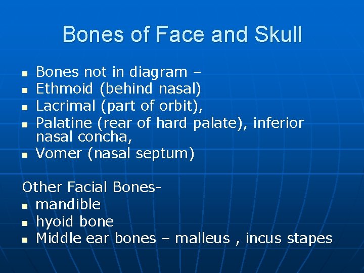 Bones of Face and Skull n n n Bones not in diagram – Ethmoid