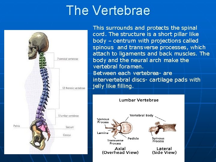 The Vertebrae This surrounds and protects the spinal cord. The structure is a short