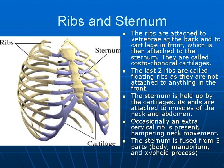 Ribs and Sternum n n n The ribs are attached to vetrebrae at the