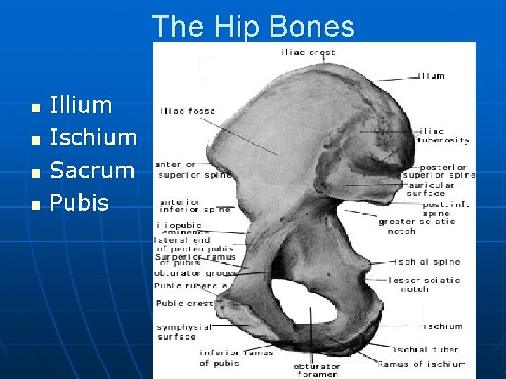 The Hip Bones n n Illium Ischium Sacrum Pubis 