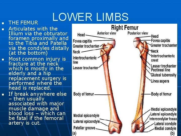 n n LOWER LIMBS THE FEMUR Articulates with the Illium via the obturator foramen