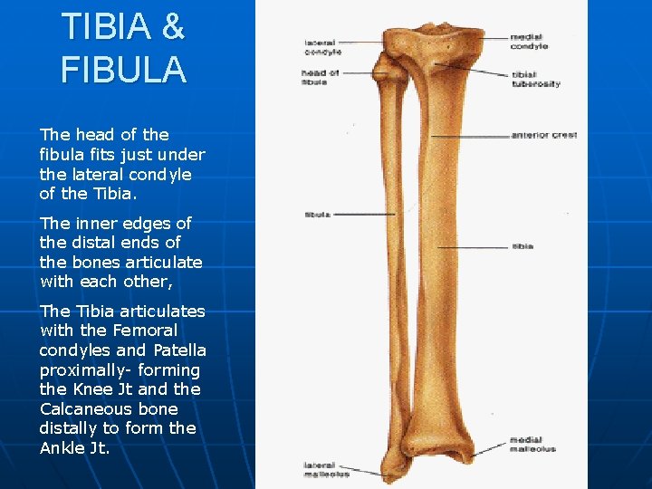 TIBIA & FIBULA The head of the fibula fits just under the lateral condyle