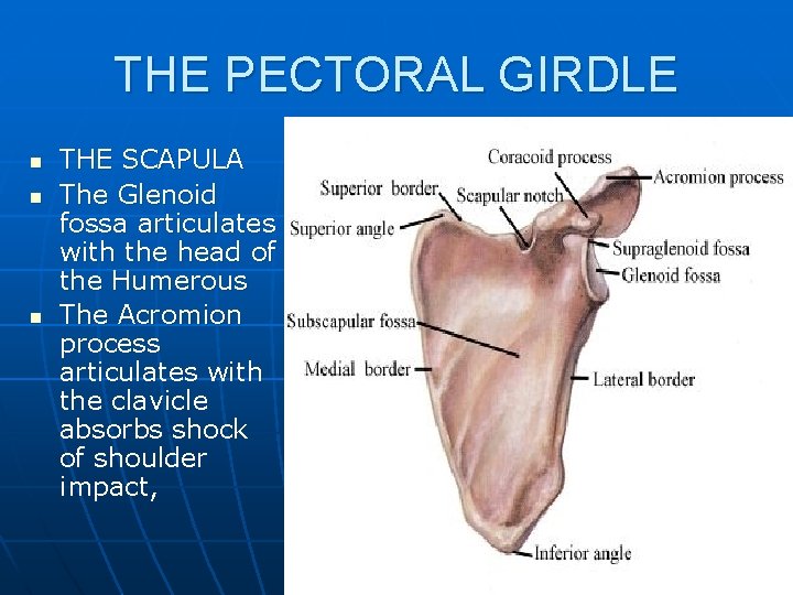 THE PECTORAL GIRDLE n n n THE SCAPULA The Glenoid fossa articulates with the
