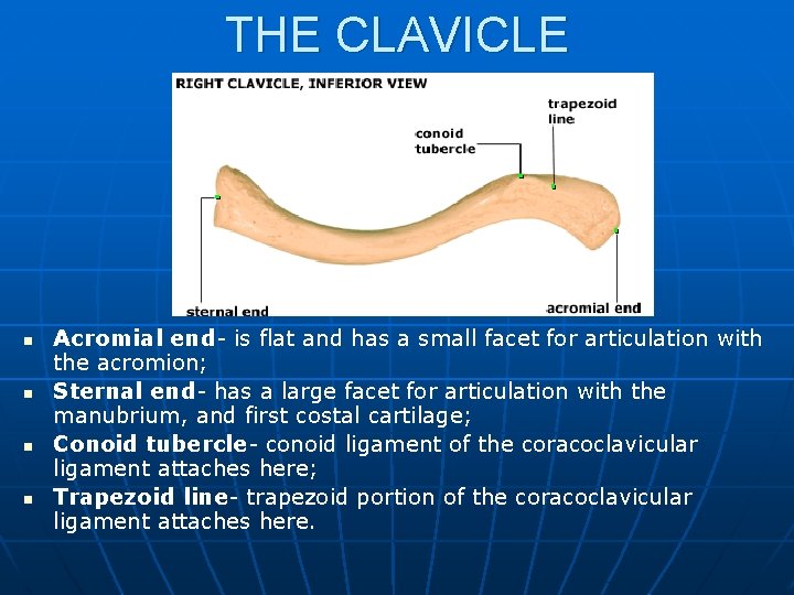 THE CLAVICLE n n Acromial end- is flat and has a small facet for
