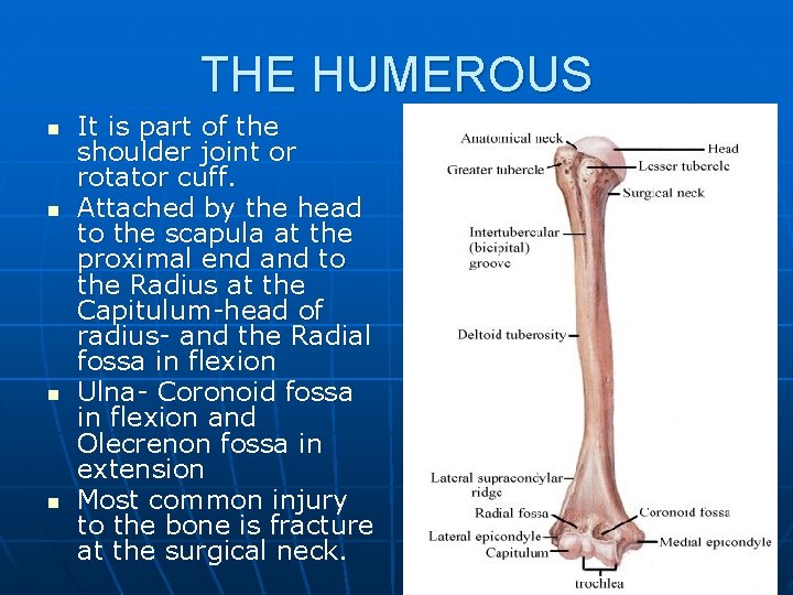 THE HUMEROUS n n It is part of the shoulder joint or rotator cuff.