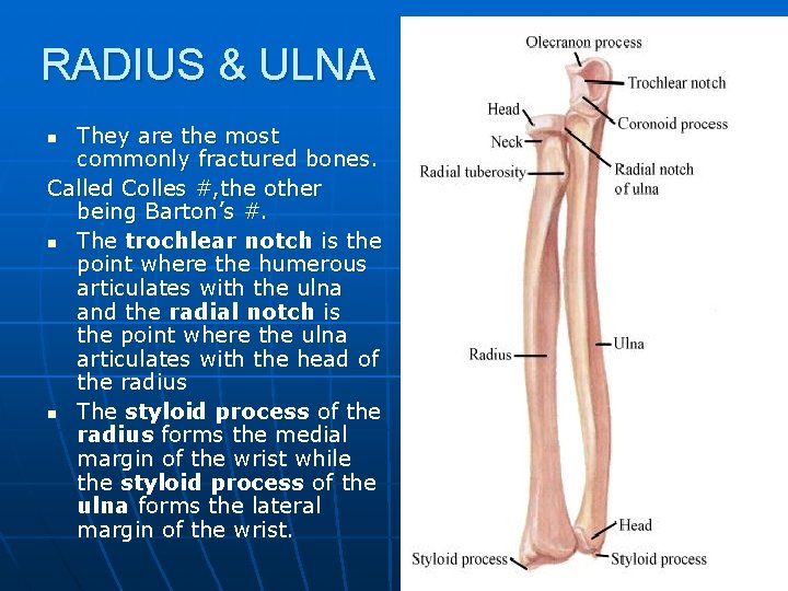 RADIUS & ULNA They are the most commonly fractured bones. Called Colles #, the