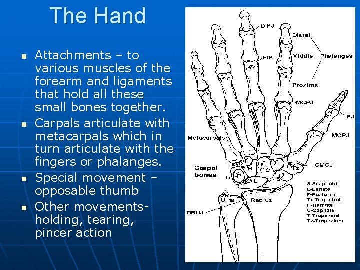 The Hand n n Attachments – to various muscles of the forearm and ligaments