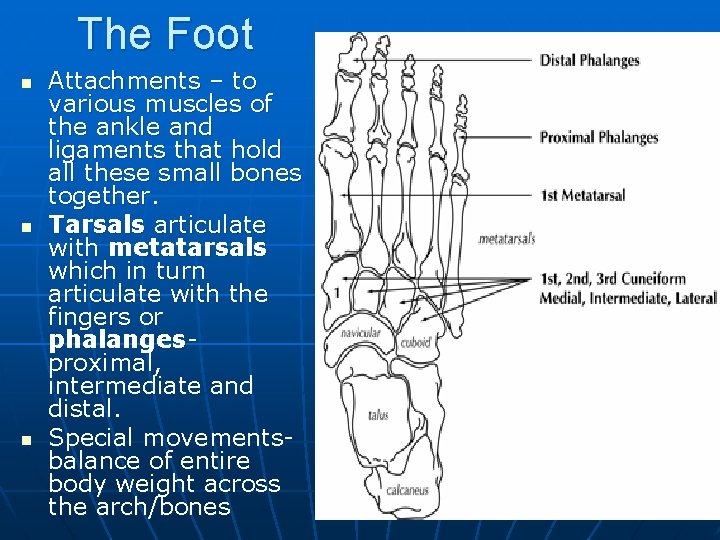 The Foot n n n Attachments – to various muscles of the ankle and