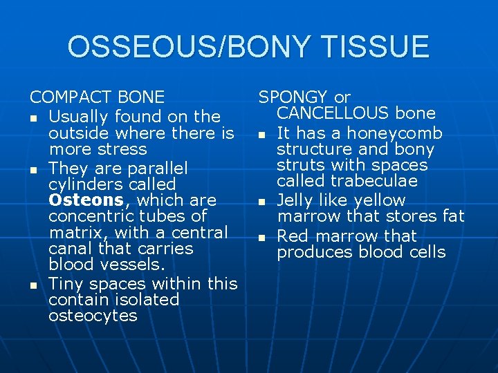 OSSEOUS/BONY TISSUE COMPACT BONE n Usually found on the outside where there is more