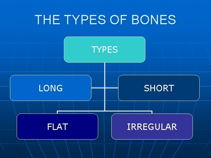 THE TYPES OF BONES TYPES LONG FLAT SHORT IRREGULAR 
