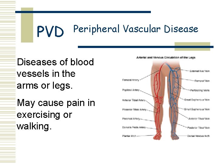 PVD Peripheral Vascular Diseases of blood vessels in the arms or legs. May cause