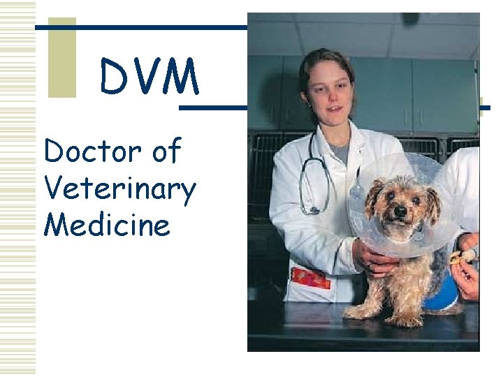 DVM Doctor of Veterinary Medicine 