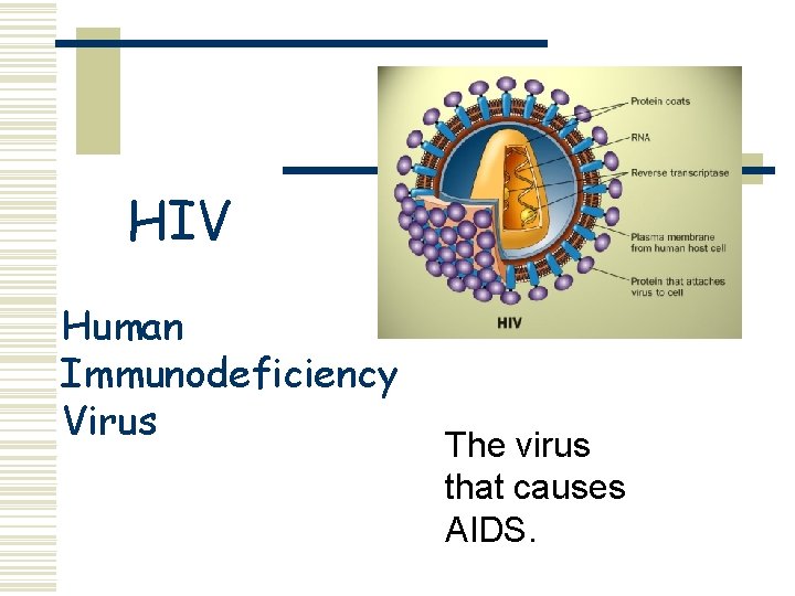 HIV Human Immunodeficiency Virus The virus that causes AIDS. 
