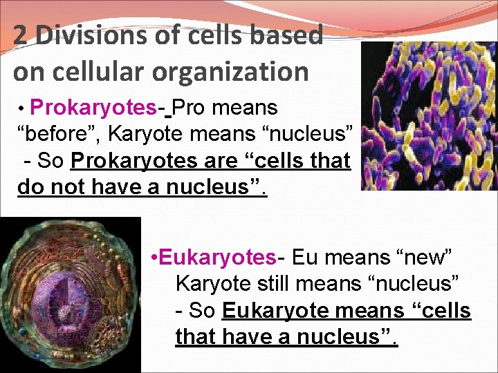 2 Divisions of cells based on cellular organization • Prokaryotes- Pro means “before”, Karyote