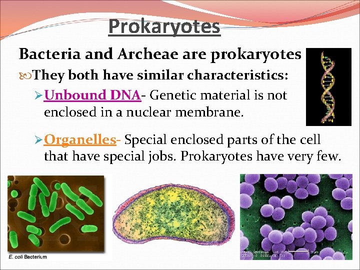 Prokaryotes Bacteria and Archeae are prokaryotes They both have similar characteristics: ØUnbound DNA- Genetic