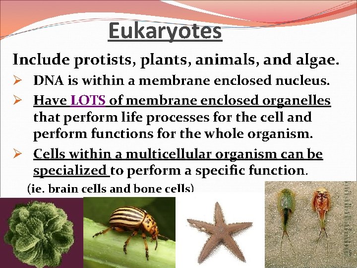 Eukaryotes Include protists, plants, animals, and algae. Ø DNA is within a membrane enclosed